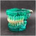 Transparent Dental Model for Adult Dentists | Realistic Teeth & Gums for Teaching & Demonstration - International Shipping - Buy Online on GoSupps.com
