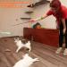 H02NLE Cat Teaser Wand with 5 Refills - Interactive Feather Toys for Indoor Cats - Buy Online on GoSupps.com