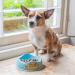 Beco Bamboo Non-Slip Dog Food & Water Bowl, Easy-to-Clean Medium Size in Blue - Buy Online on GoSupps.com