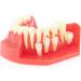 Lmeil Silicone Tooth Development Model for Children | Milk Teeth & Deformality Education Tool - Buy Online on GoSupps.com