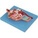 Human Mouth Nose Throat and Vascular Nerve Model - Buy Online on GoSupps.com
