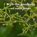 mi Nature Cissus Extract Tablets |Plant Based| Free from Chemical & Preservative| Gluten Free Non-GMO |90 Tablet 45 Days Supply 1000mg - Buy Online on GoSupps.com