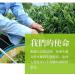 Taiwan unique tea Lishan Snow Green Bud Tea Fragrance Oolong Tea 150g*4 - Buy Online on GoSupps.com