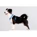 Chaba Guard Dog Harness for Large Dogs - Anti-Choke Adjustable & Lightweight Blue Step-In Harness | Perfect for Running & Training - Buy Online on GoSupps.com