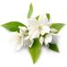 Rose Thai Aroma Oil - 100ml - Premium Massage Oil with Authentic Thailand Scent - Natural Rose Oil for Relaxation - Buy Online on GoSupps.com