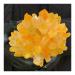Phantom Quartz Crystal Cluster Specimen (Size : 500-550g)