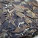 HELLOYOUNG 100g de galette de th blanc naturel chinois authentique Techniques traditionnelles aliments verts th Pu'er au go t riche Th pu-erh Pu'er Tea - Buy Online on GoSupps.com