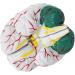 Educational Model Human Brain Anatomy Model Brain Model 3 Parts Detachable Human Brain Model Brain Department Heart Medical Models - Buy Online on GoSupps.com