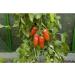 Buy Kiepenkerl 393 San Marzano Tomato Seeds - Premium Quality for International Shipping - Buy Online on GoSupps.com