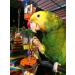 Super Bird Creations SB632 Foraging Bottoms Up Bird Toy - Medium/Large Size 18 x 2.5 - Buy Online on GoSupps.com