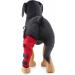 Dog Right Hind Leg Knee Brace Dog Braces for Back Legs Super Supportive for Heals Prevents Injuries Sprains Protects Wounds. B Medium - Buy Online on GoSupps.com