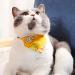 BSitsss Adjustable Cat Collars - 4 Pack Removable Kitten Accessories (18-33cm) - Color Random - Perfect for Cats and Kittens - Buy Online on GoSupps.com