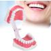 HEEPDD ABS Standard Oral Teeth Model | Dentist Teaching Aid for Schools | Office Supplies - Buy Online on GoSupps.com