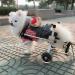 Dog Wheelchair Aluminum Alloy Pet Wheelchair 2-Wheel Full Support Pet Rehabilitation Wheelchair Pet Wheelchair Cart for Hind Leg Rehabilitation Disabled Dog Medium - Buy Online on GoSupps.com
