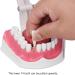 Vomeko Tooth Brushing Practice Model for Kids - Ideal Training Set with Brush - International Shipping Available - Buy Online on GoSupps.com