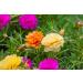 Buy Hua Xian Zi Moss Rose Seeds - 10 000+ Mixed Colors - Portulaca Grandiflora - Fresh International Shipping - Buy Online on GoSupps.com