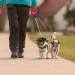 Double Retractable Dog Lead Reinforced Extendable with Non-Slip Handle Dog Lead with LED Light and Rubbish Box for Walking 2 Dogs 360 Tangle-Free Strong Nylon Band One-Hand Brake (Red) - Buy Online on GoSupps.com
