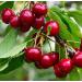 Emilia Organics Cherry Kernel Oil Organic Cold Pressed Unrefined Natural 2 Fl Oz - Buy Online on GoSupps.com