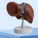 Human Liver Anatomy Model for Study Life Size Liver Model Anatomy Shows Detail of Lobes Ligaments Gallbladder Liver Model - Buy Online on GoSupps.com