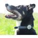 SureFlap Animo Activity Tracker and Behavior Monitor for Dogs, .06 LB