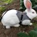 Rabbit Harness Multipurpose Adjustable Soft Pet Rabbit Walking Harness Leash Lead Gentlemanly Style Bunny Vest for Small Animal (M) - Buy Online on GoSupps.com