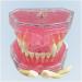Tooth Lessons Model - Dental Simulation & Standard Practice Demonstration | Resin Dentist Teaching Tool (Pink Rose) - International Shipping Available - Buy Online on GoSupps.com