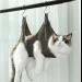 Qrity Cat Care Pocket & Dog Hammock Set S Hooks for Nail Cutting & Fur Care | Green - Buy Online on GoSupps.com