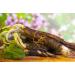 Burdock Root (Arctium Lappa L. - Radix Bardanae) / Grande Bardane Racine - Health Embassy (50g) - Buy Online on GoSupps.com
