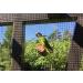 2 Set Natural Cork Bird Seat Rods - Perfect for Budgies Canaries & Parrots | Cleaned & Safe for Nibbling & Chewing - Buy Online on GoSupps.com