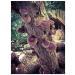 Grow Your Own Shiitake Mushrooms - 12 Log Kit - Buy Online on GoSupps.com