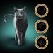 Premium Sheba Delicacy in Jelly - High-Quality Salmon Cat Wet Food - 22 x 85g - International Shipping Available - Buy Online on GoSupps.com