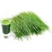 Herbal Magic Wheatgrass Capsules x 60 - Pure & Natural Superfood for Shots, Smoothies, Baking - No Fillers, Preservatives - Pack of 1 - Buy Online on GoSupps.com