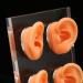 Ear Display Mold Human Ear Model Real Skin Feeling Reusable Waterproof Soft For Store Showcase For Doctor Otolaryngologists For Ear Dispensers - Buy Online on GoSupps.com