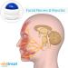 Bells Palsy Massager Set: Natural Treatment for Facial Paralysis, Relieves Inflammation & Stiffness in Face, Eyes, Jaw & Mouth - Stimulates Muscles & Nerves (Set of 2) - Buy Online on GoSupps.com