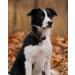 Joytale Leather Dog Collar with QR ID - Soft Durable & Adjustable for Large Dogs (38-48cm) - Brown - Buy Online on GoSupps.com