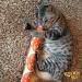 Kitty Kick Stix 15 Original Catnip Kicker Toy (Set of 2) - Made in USA - Mystery Flavor - Buy Online on GoSupps.com