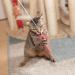 Loudhhe 6-Piece Interactive Cat Toy Set - Hanging Door Frame Springs & Mice for Cats to Combat Boredom | International Shipping Available - Buy Online on GoSupps.com