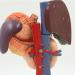 JUJNE Human Stomach Liver Gallbladder Pancreas Duodenum Model -Anatomy Digestive System Organ 6 Parts Liver Gallbladder Pancreas Spleen and Stomach Model - Buy Online on GoSupps.com