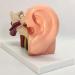 The Size Ear Model 5X Ear Anatomical Model for Inner Ear aids for Teaching Medical and Study of Education - Buy Online on GoSupps.com