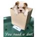 Digital Pet Scale 22lb Capacity | Accurate Small Pet Dog Cat Scale - Buy Online on GoSupps.com