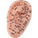 Buy Ear Massage Model - Accurate PVC Acupuncture Model - Ideal for Teaching & Labs - International Shipping Available - Buy Online on GoSupps.com