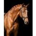 Buy Presteq Bridle FaySport Glitter PresTec Black - Full/WB - International Shipping Available - Buy Online on GoSupps.com
