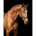 Buy Presteq Bridle FaySport Glitter PresTec Black - Cob/VB | Premium Equestrian Gear Shipping Worldwide - Buy Online on GoSupps.com