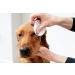 PET WIZ Eye Care Cloths for Pets | Veterinarian-Tested | Extra Large 120 Towels | Gentle & Soothing 2-Pack | 240 Total Towels - Buy Online on GoSupps.com