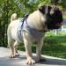LOOK ANDES DOUCHER: Reflective Soft Padded Dog & Cat Dishes with Leash for Small Dogs & Puppies (XS Chest 24-27cm) - Gray - Buy Online on GoSupps.com