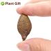 PlantGift Malva Nut 125G/4.4oz Dried Sterculia Lychnophora Dried Pangdahai Chinese Health Tea - Buy Online on GoSupps.com