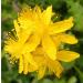 Buy Agrimony No. 1 Princeps Original Bach Flower Drops 10ml - Soothing Herbal Remedy for Stress Relief - International Shipping Available - Buy Online on GoSupps.com