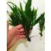 Java Fern Bare Root | Microsorum Pteropus - Low Light Aquarium Plant - Buy Online on GoSupps.com