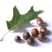 Buy Acorns 1.5kg Red Oak - Premium Natural Rodent Squirrel Food - 12.00 Euro/kg - International Shipping Available - Buy Online on GoSupps.com