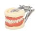 Teeth Model Teaching Standard Typodont Demonstration Tooth Model - 32 Teeth Soft Gums Explanation of Tooth Morphology